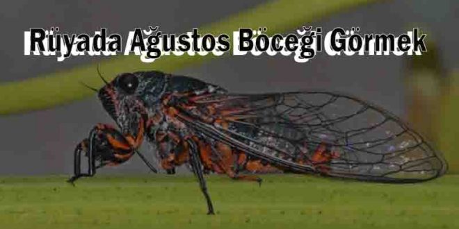 Rüyada Ağustos Böceği Görmek