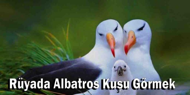 Rüyada Albatros Kuşu Görmek