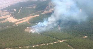 İzmir'in Aliağa ilçesinde ormanlık alanda yangın çıktı