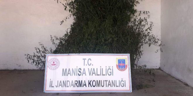 Manisa'da 496 kök Hint keneviri ele geçirildi