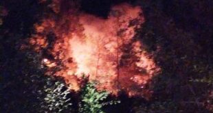 Muğla'nın Ula ilçesindeki ormanlık ve zeytinlik alanda yangın çıktı