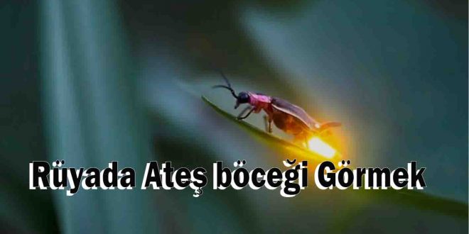 Rüyada Ateş böceği Görmek