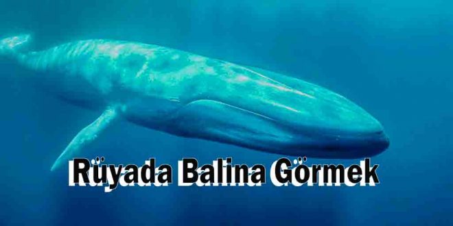Rüyada Balina Görmek
