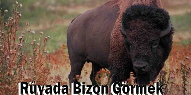 Rüyada Bizon Görmek