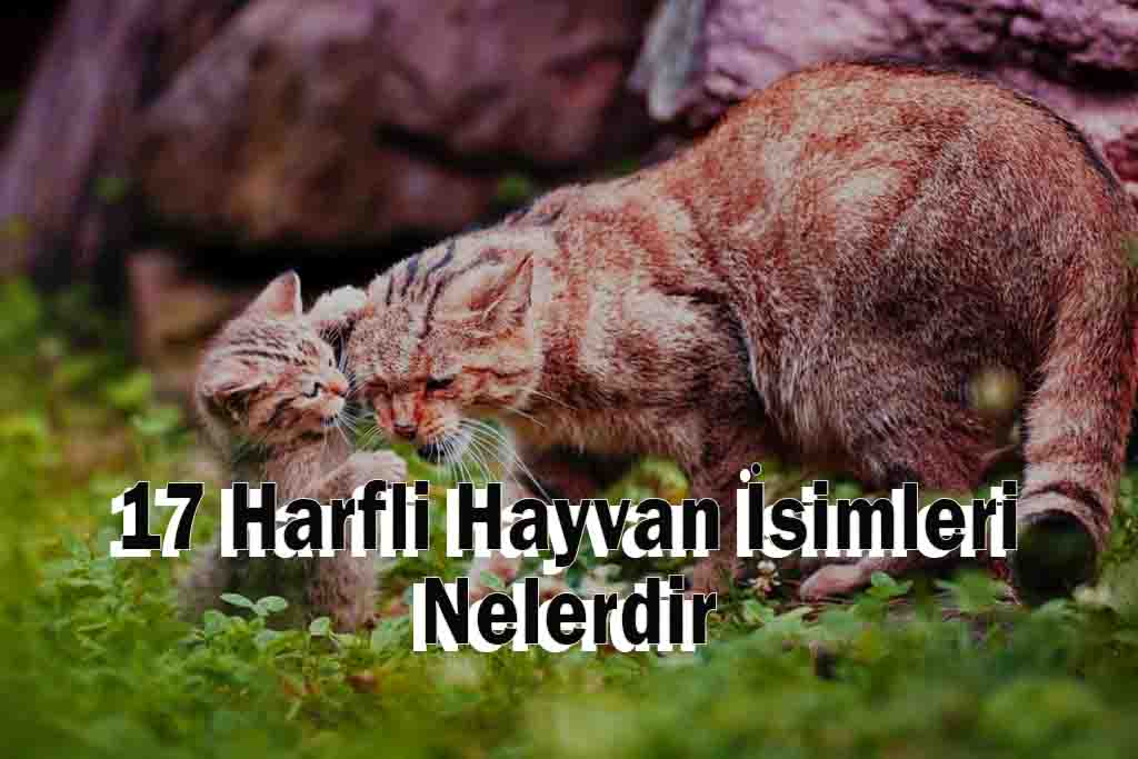 17 Harfli Hayvan İsimleri Nelerdir, Kaç tanedir?
