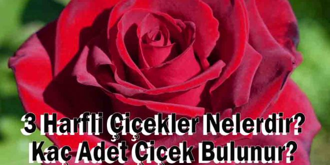 3 Harfli Çiçekler Nelerdir? Kaç Adet Çiçek Bulunur?