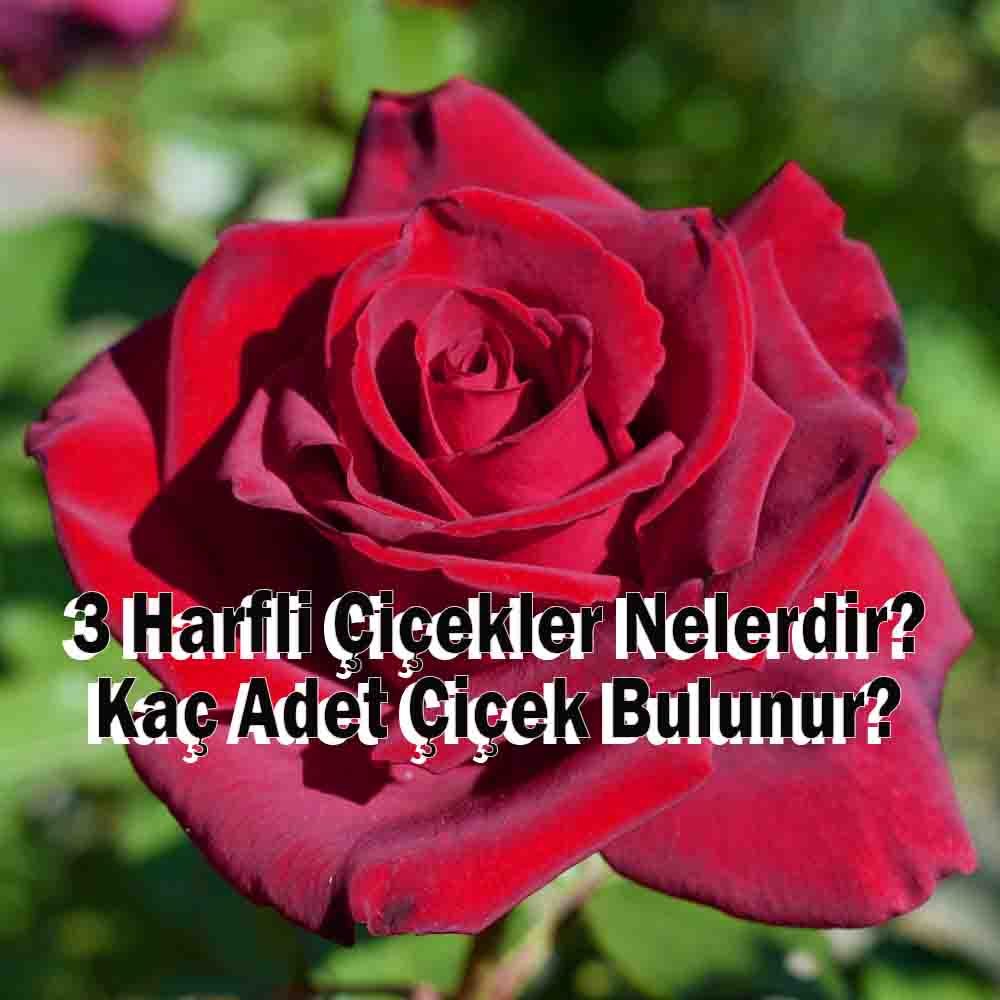 3 Harfli Çiçekler Nelerdir? Kaç Adet Çiçek Bulunur?