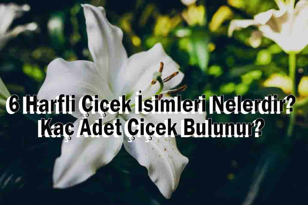 6 Harfli Çiçek İsimleri Nelerdir? Kaç Adet Çiçek Bulunur?
