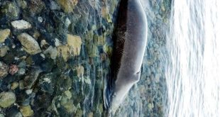 Muğla'da ölü Akdeniz foku bulundu