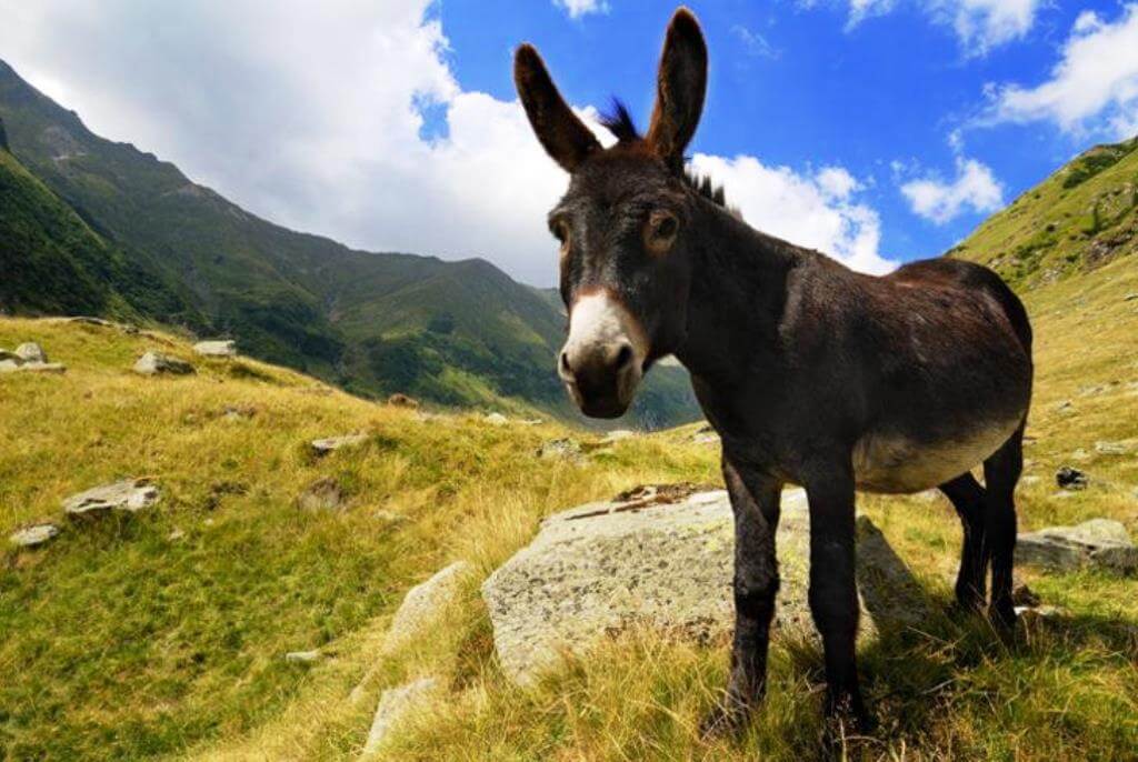 Rüyada Eşek Görmek